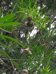 Cascabela thevetioides