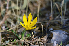 Sternbergia lutea greuteriana