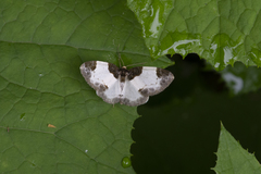 Mesoleuca albicillata