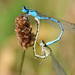 Common Blue Damselfly - Photo (c) frankielee91, some rights reserved (CC BY-NC), uploaded by frankielee91