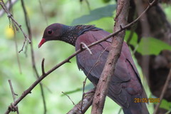 Patagioenas speciosa