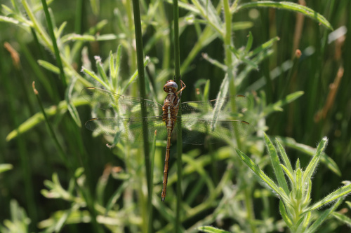 Photo of Epaulet Skimmer (Orthetrum chrysostigma)