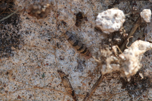 Egyptian Firebrat photo 3