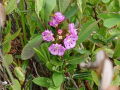 Kalmia polifolia