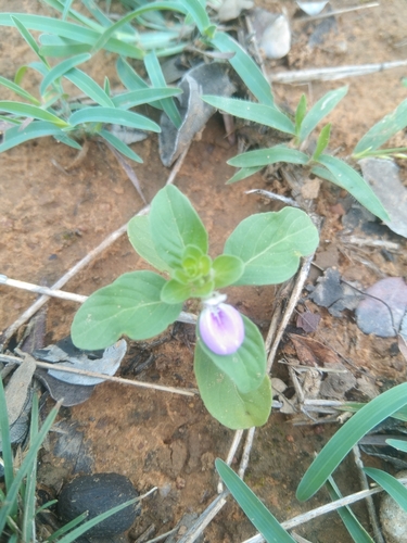 Image of Justicia glauca by (c) Neelavathi, some rights reserved (CC BY)