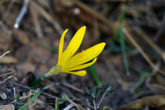 Sternbergia lutea greuteriana