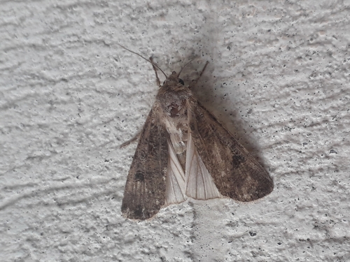 Agrotis segetum