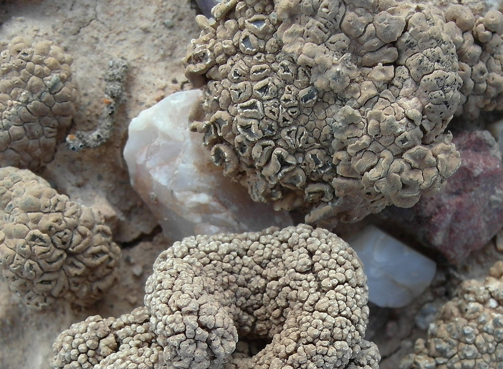 Circinaria elmorei