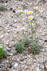 Erigeron argentatus