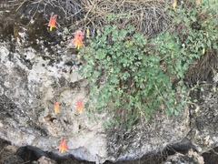 Aquilegia desertorum