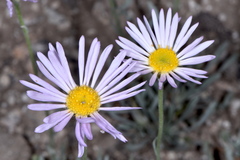 Erigeron argentatus