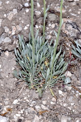 Erigeron argentatus