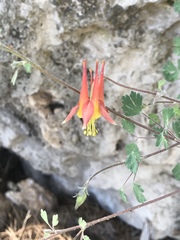 Aquilegia desertorum