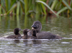 Musk Duck photo 3