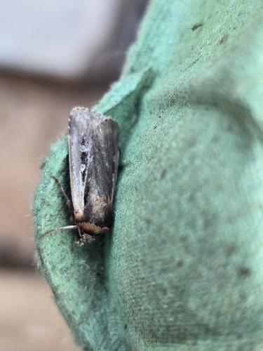 Flame Shoulder Moth, Pieterburen, Netherlands, photo 10 of 10