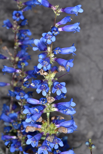 Tidestrom's beardtongue (Penstemon tidestromii)