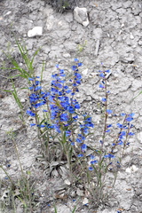 Penstemon tidestromii