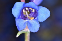 Penstemon tidestromii