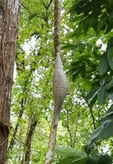 Parachartergus fraternus