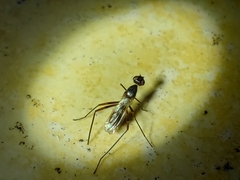 Taeniaptera trivittata