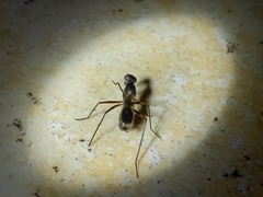 Taeniaptera trivittata