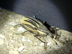 Diaprepes abbreviatus image