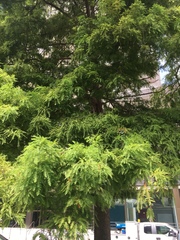 Taxodium distichum