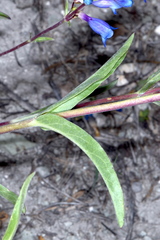 Penstemon tidestromii