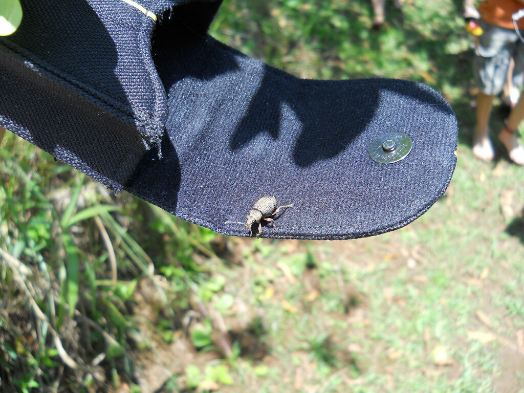 Sciobius marshalli