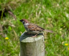 Passer montanus
