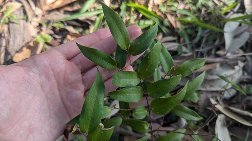 Image of Small Supplejack (Ripogonum fawcettianum) by (c) Alesha Teitzel, some rights reserved (CC BY)