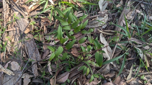Image of Small Supplejack (Ripogonum fawcettianum) by (c) Alesha Teitzel, some rights reserved (CC BY)
