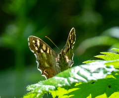 Pararge aegeria