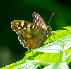 Pararge aegeria