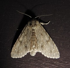 Acronicta americana