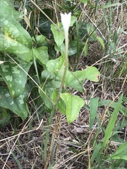 Zephyranthes chlorosolen