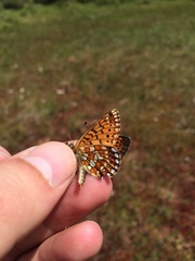 Boloria eunomia