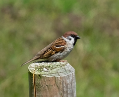 Passer montanus