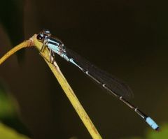 Acanthagrion lancea