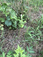 Zephyranthes chlorosolen