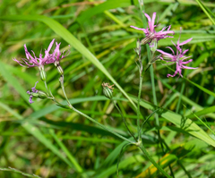 Silene flos-cuculi