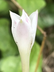 Zephyranthes chlorosolen