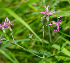 Silene flos-cuculi