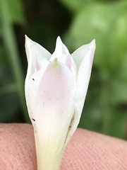 Zephyranthes chlorosolen