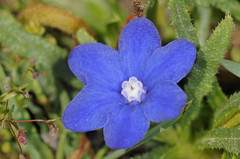 Anchusa cespitosa