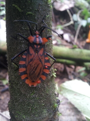 Spartocera pantomima