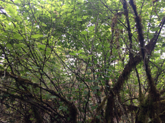 Viburnum ellipticum