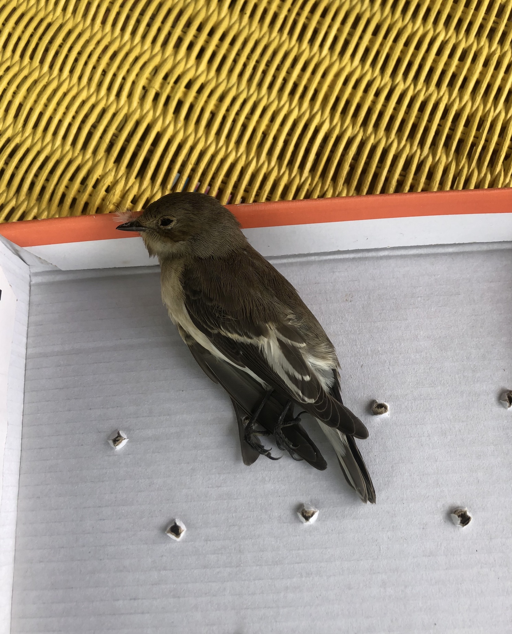 European Pied Flycatcher