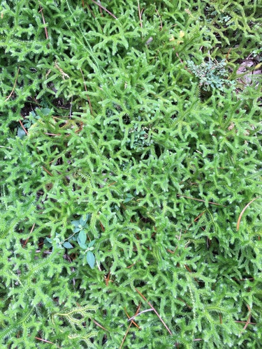 Lycopodium japonicum, photograph 5