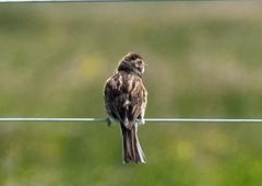 Emberiza schoeniclus
